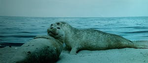 Paul den Hollander - kleurenfoto - 'Untitled' - 1984 (Achterzijde gesigneerd) kopen? Bied vanaf 75!