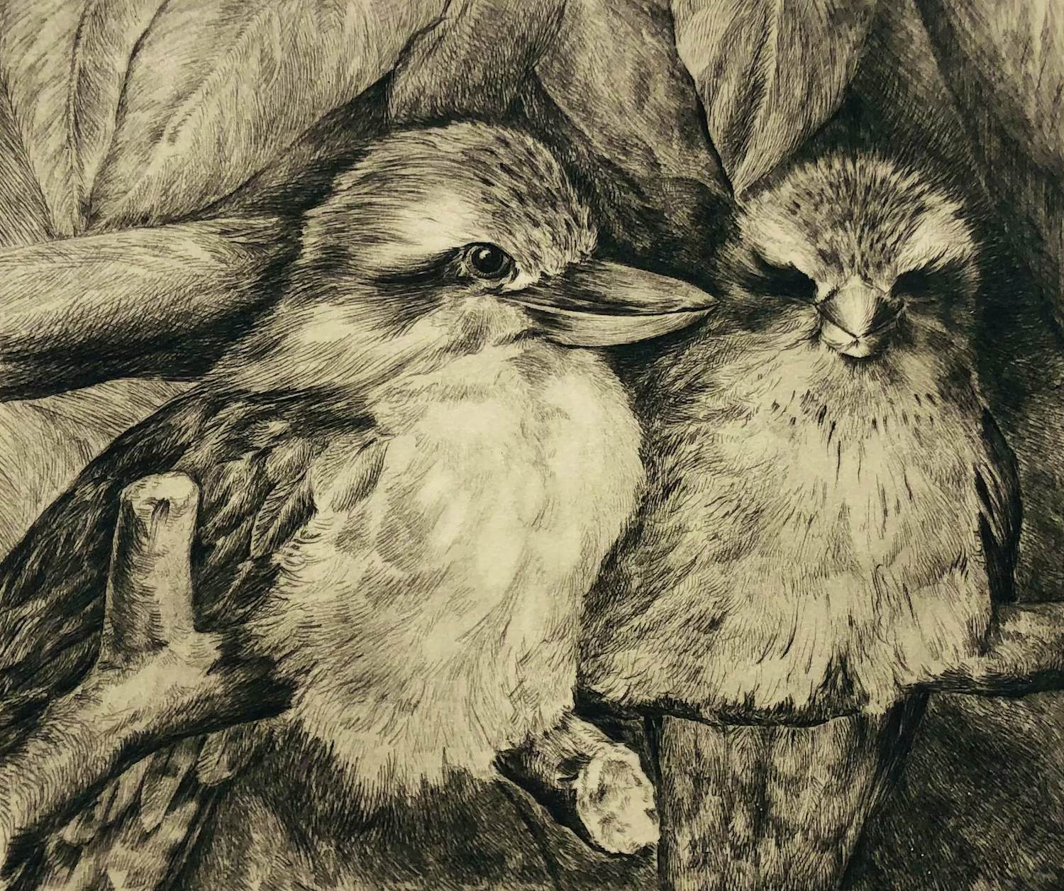 Frans IJserinkhuijsen - Reuzenijsvogels kopen? Bied vanaf 30!