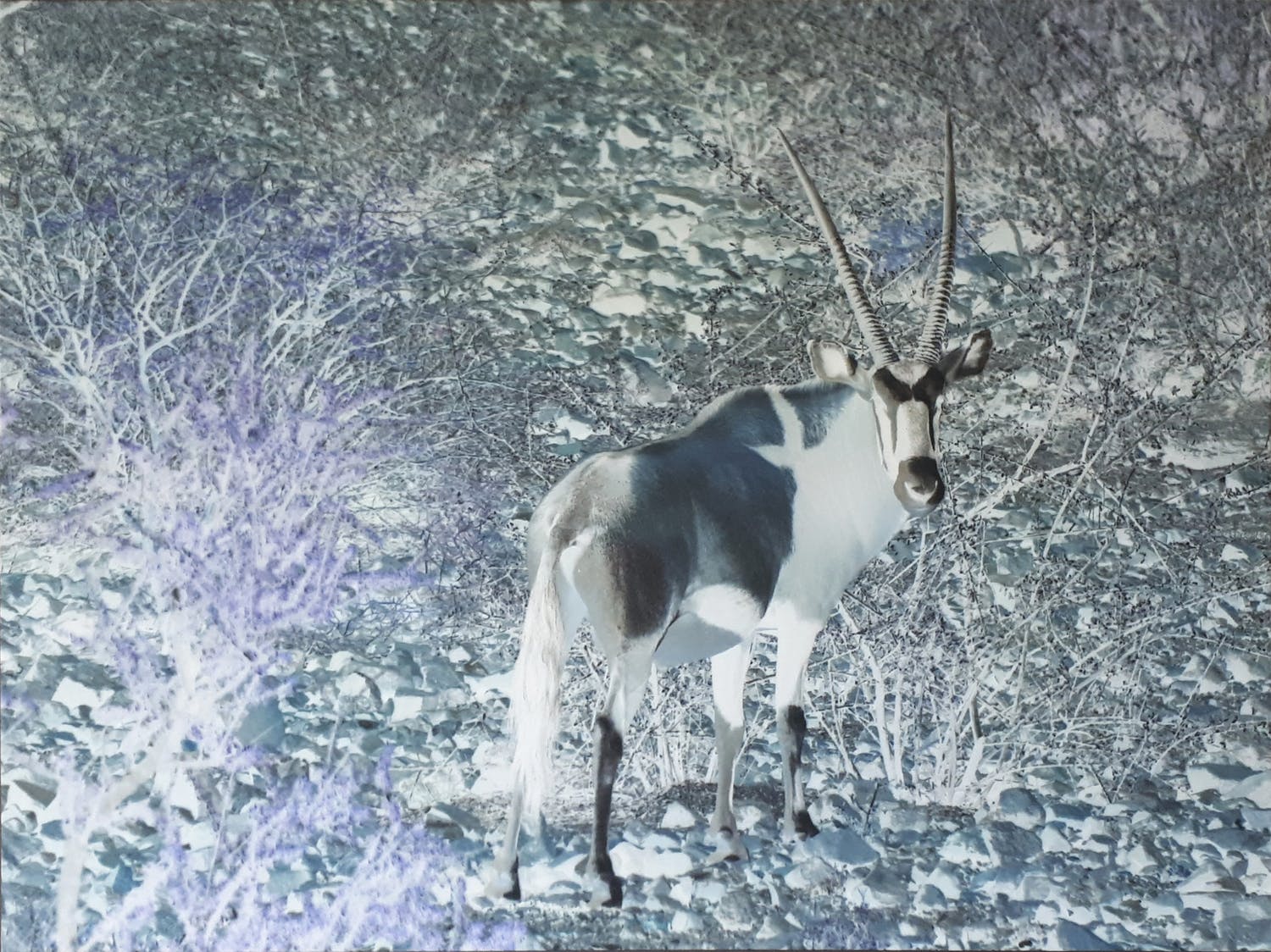 Juan Maria Bollé (1958)