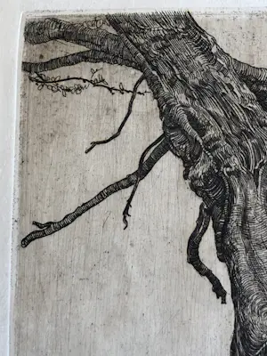 Pieter Dupont - Knotwilg kopen? Bied vanaf 50!