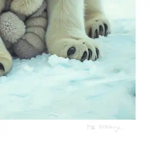 Mr Strange - Een liefdesverhaal uit de Arctische regio kopen? Bied vanaf 85!