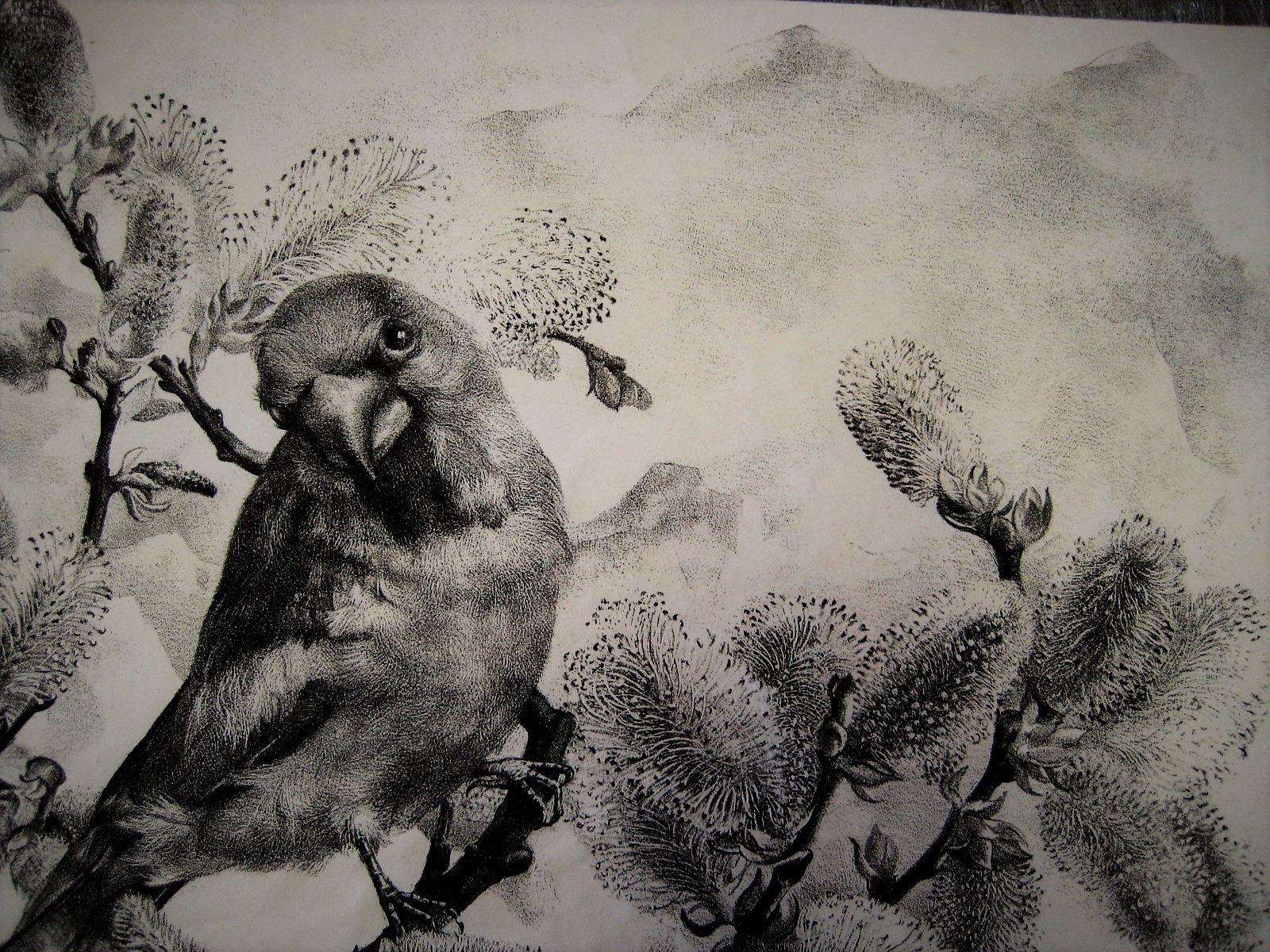 Aart van Dobbenburgh - Magnifiek Grafisch werk "Appelvink in bloesemboom" gesigneerd 1945 kopen? Bied vanaf 1!