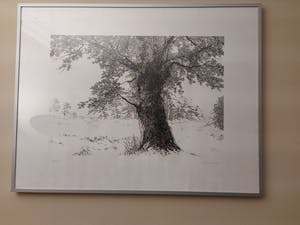 Arno van Iperen - Eik in landschap kopen? Bied vanaf 35!