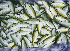 Mark Verdoes - Makreel - Ingelijst - IN PRIJS VERLAAGD kopen? Bied vanaf 49!