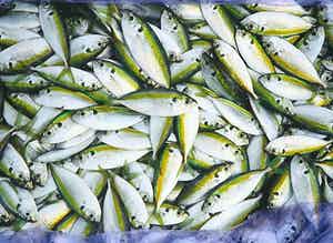 Mark Verdoes - Makreel - Ingelijst - IN PRIJS VERLAAGD verkocht voor € 49!