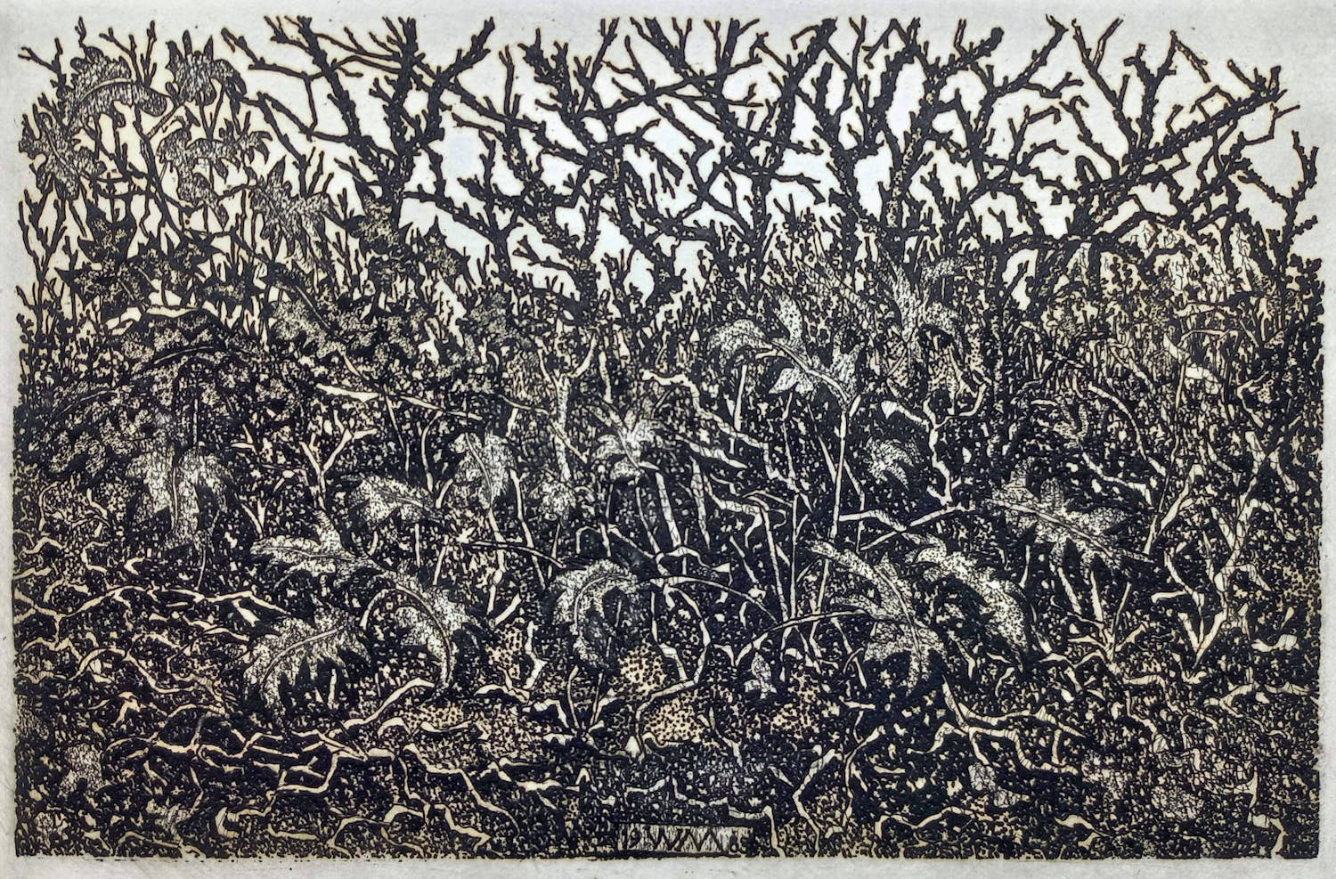 Willem Minderman - Planten, ets kopen? Bied vanaf 45!