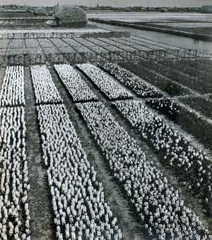 Cas Oorthuys - Tuinderij Zuid Holland - originele foto op bariet-fotopapier - 21475 verkocht voor € 60!