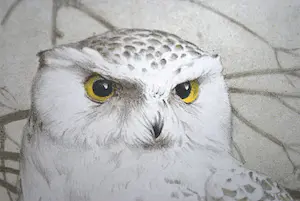 Jan Voerman (jr.) - kleurenlitho sneeuwuil kopen? Bied vanaf 50!