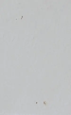 Leentje Linders - Kleurenets, Famous female flyers - Ingelijst (Groot) kopen? Bied vanaf 50!