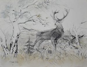 Floris Tiele - 7x diertekening van reeën kopen? Bied vanaf 39!