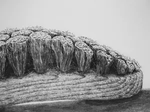 Gerard van Rooy - Sleets II kopen? Bied vanaf 40!