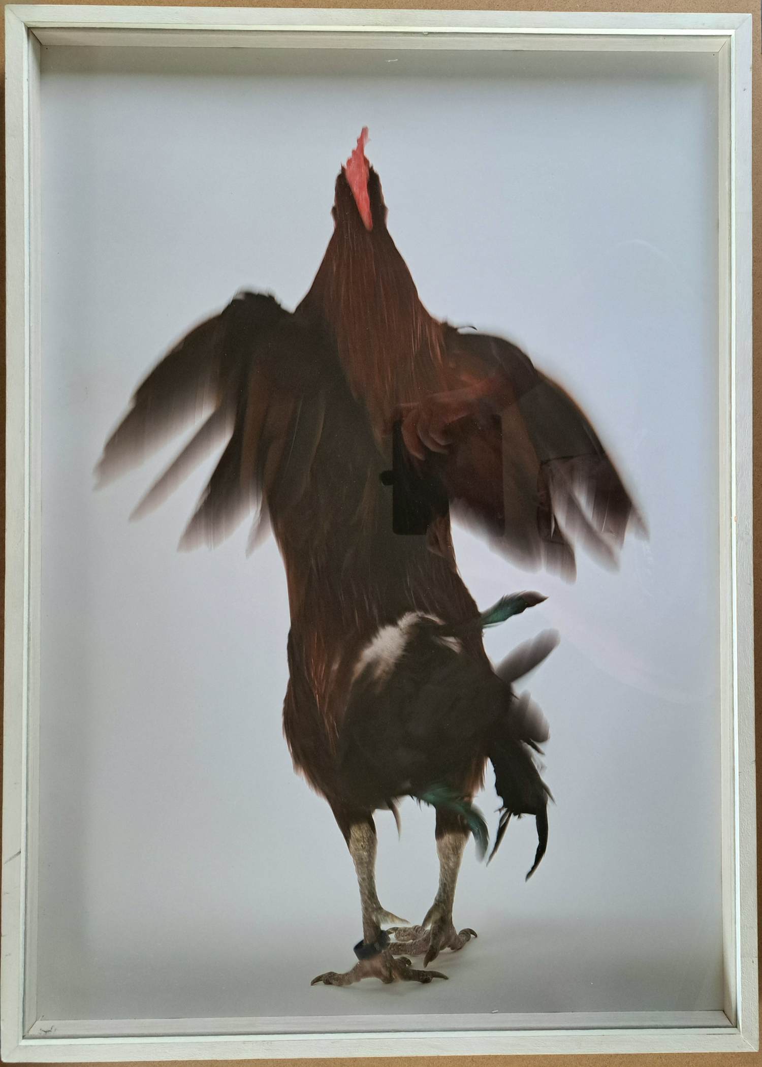 Koen Vanmechelen - Fighter kopen? Bied vanaf 495!