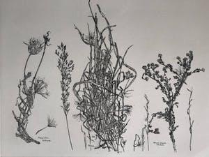 Simon Koene - plantensoorten kopen? Bied vanaf 25!