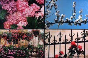 Paul Huf - C-Print, Bloesems - Ingelijst (Groot) kopen? Bied vanaf 1!