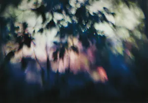 Hans van Ommeren - Set van twee foto's op dibond, Lichtspel in bos kopen? Bied vanaf 80!