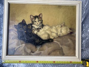 De Ruys-Tydeman - Poezen kopen? Bied vanaf 450!