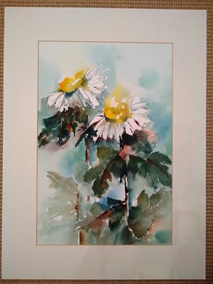 Hannelore Groot - Noordeloos - Margrieten kopen? Bied vanaf 1!