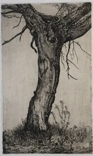 Pieter Dupont - Knotwilg kopen? Bied vanaf 50!