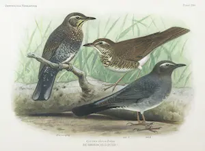 Eduard Daniël van Oort - Chromolitho, Lot van vier voorstellingen uit 'De Vogels van Nederland' kopen? Bied vanaf 1!