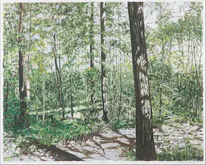 Karin Elfrink - 4039245 Zeefdruk, Bomen Bos Koningsduin - Ingelijst kopen? Bied vanaf 60!