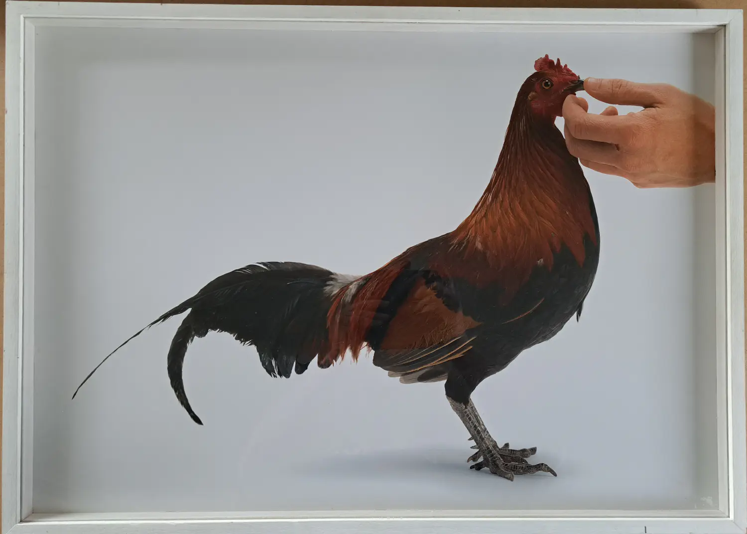 Koen Vanmechelen (1965)