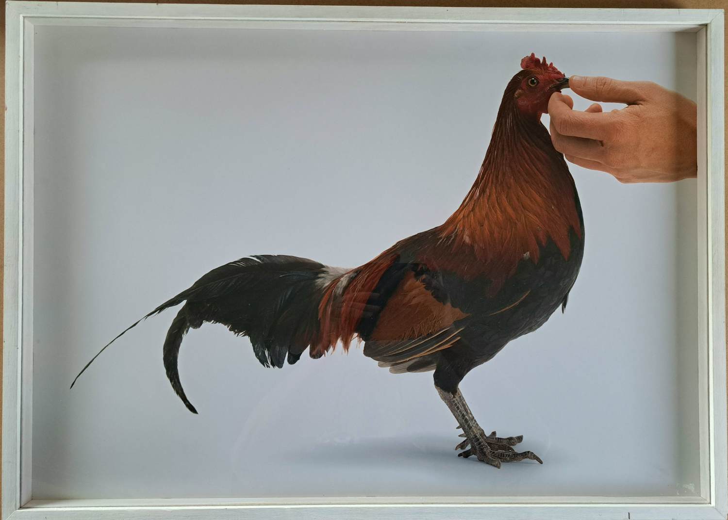 Koen Vanmechelen - Louisiana (Feeding chicken) kopen? Bied vanaf 495!