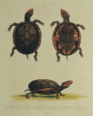 George Edwards - en onbekend, Lot van drie gravure, Diervoorstellingen kopen? Bied vanaf 1!