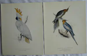 Edward Lear - Portfolio met 12 prenten van Papegaaien en Parkieten - 1990 kopen? Bied vanaf 10!