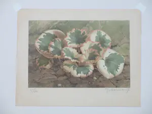 Jan Voerman (jr.) - Bosanemoontjes - Kleurenlitho kopen? Bied vanaf 60!