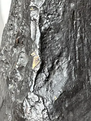 Ger Lataster - PAARD kopen? Bied vanaf 800!