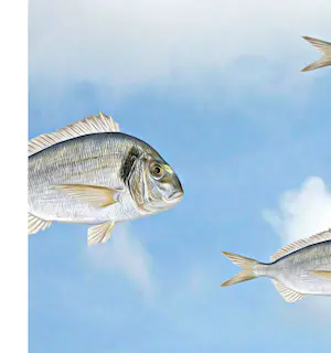 Mr. Strange - A Contre-courant! kopen? Bied vanaf 100!