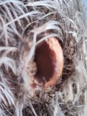 Curiosa - Mecki Steiff egel vintage speelgoed antiek 50s kopen? Bied vanaf 10!