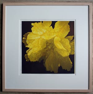 Hans Dolieslager - Ingelijste zeefdruk: Parkiettulp I - 2000 (mooie houten lijst!) kopen? Bied vanaf 55!