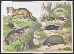 Curiosa - Lot van 6 handgekleurde gravures met dierenvoorstellingen uit oude atlas kopen? Bied vanaf 1!