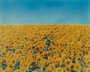 Jean Ruiter - Foto, Sunflowermask - Ingelijst kopen? Bied vanaf 35!