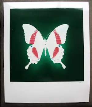 Jean Ruiter - Foto: Vlinder kopen? Bied vanaf 75!