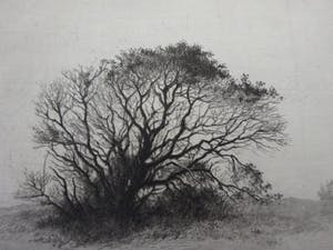 Maarten Langbroek - Boom in de duinen kopen? Bied vanaf 1!