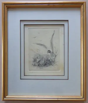 Maarten Langbroek - LOT 2 STUKS / KIEVIT + KAPMEEUW / ZW-W ETS / 26x22cm / KADER / SIG kopen? Bied vanaf 45!