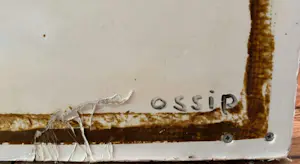 Ossip - Vrouw kopen? Bied vanaf 500!