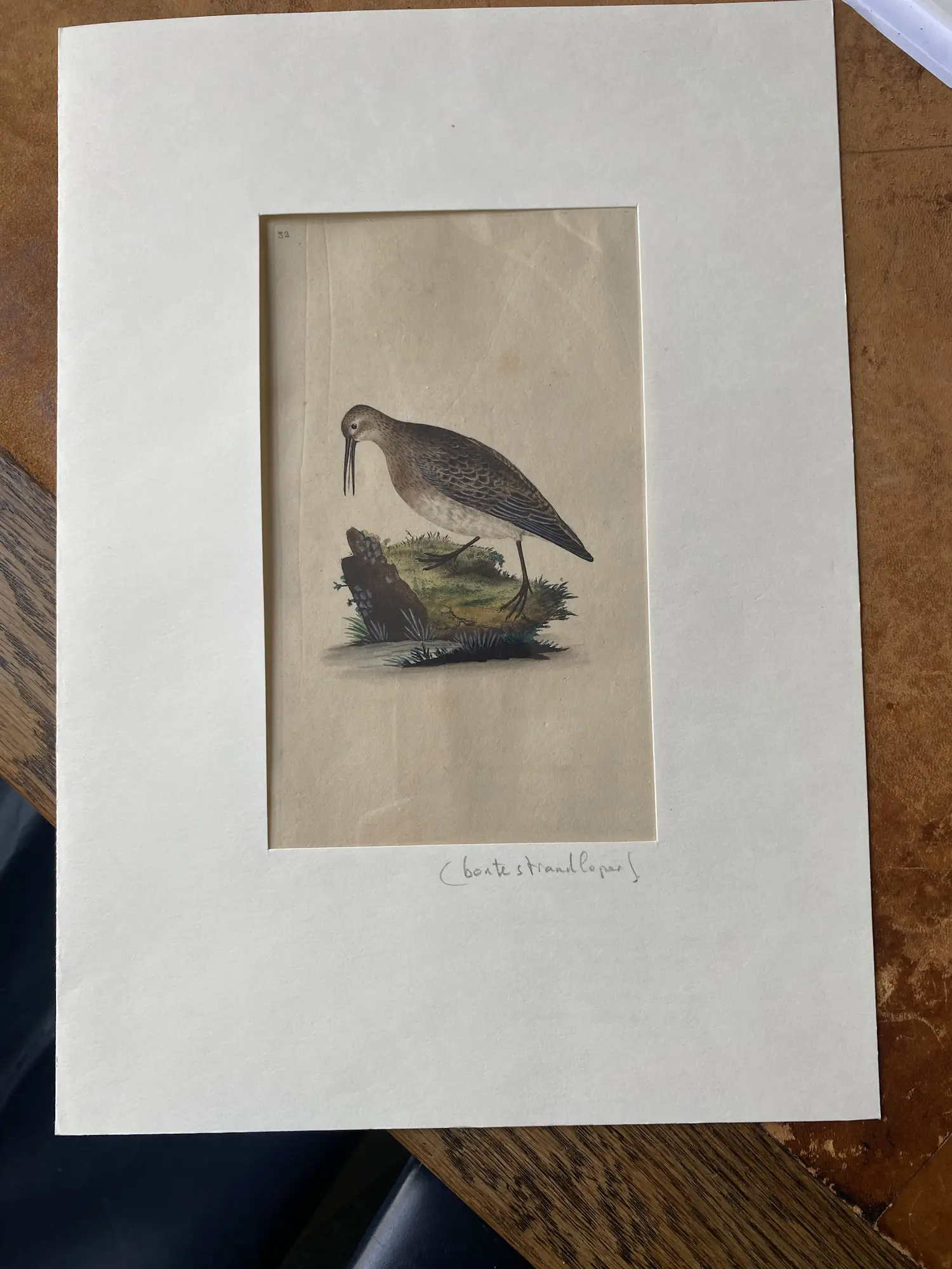 Edward Donovan (1768-1837)