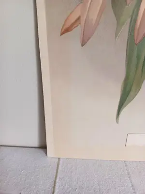 Henry George Moon - Originele Chromolithografie ‘Reichenbachia’ 1888 kopen? Bied vanaf 85!