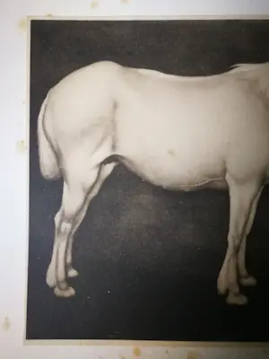 Jan Mankes - Heliogravure. Paard. kopen? Bied vanaf 1!