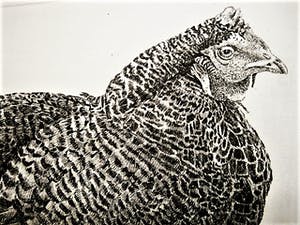 Han van Hagen - Ambachtelijk Graficus - Kleine oplage Ets - Korhoender - potloodgesigneerd kopen? Bied vanaf 29!