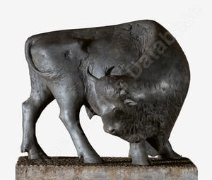 Evert den Hartog - Stier kopen? Bied vanaf 750!