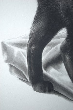 Niet of onleesbaar gesigneerd - Kat - originele inkttekening kopen? Bied vanaf 10!