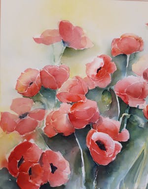 Hannelore Groot - Noordeloos - Papavers kopen? Bied vanaf 10!