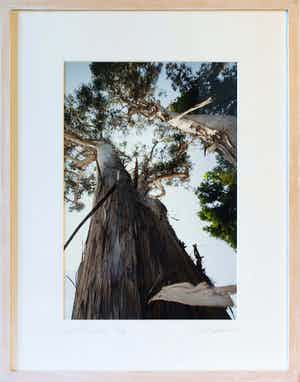 Arthur Martin - -Eucalyptus- / Los Angeles '09 verkocht voor € 1!