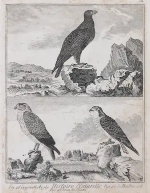 Jacques de Sève - (toegeschreven aan) Lot van tweekopergravures uit het Historie Naturelle (...) kopen? Bied vanaf 20!