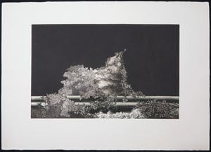 Bruno Missieri - Aquatint, Cespuglio kopen? Bied vanaf 1!