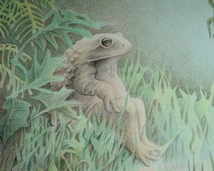 Marcel Bierenbroodspot - verliefde kikkers kopen? Bied vanaf 50!